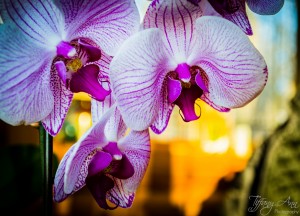 Orchids III